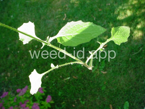 nipplewort